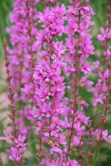 Lythrum salicaria (grote kattenstaart) roze vaste plant beschikbaar voor biedingen