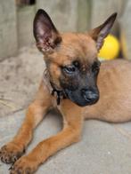 Mechelse Herder Pups, Dieren en Toebehoren, CDV (hondenziekte), 8 tot 15 weken, Meerdere, Meerdere dieren