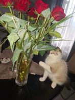 Ragdoll kittens, Dieren en Toebehoren, Katten en Kittens | Raskatten | Langhaar, Meerdere dieren