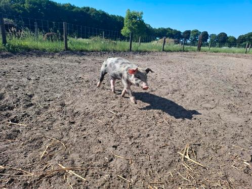 Pietrain x Duroc big, Dieren en Toebehoren, Schapen, Geiten en Varkens, Varken, Meerdere dieren, 0 tot 2 jaar