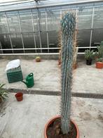 Cactus Browningia Hertlingiana ( Azureus Hertlingiana) Peru., 100 tot 150 cm, Ophalen of Verzenden, Bloeiende kamerplant, Volle zon