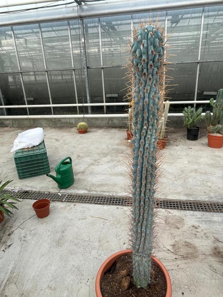 Cactus Browningia Hertlingiana ( Azureus Hertlingiana) Peru., Huis en Inrichting, Kamerplanten, Cactus, 100 tot 150 cm, Bloeiende kamerplant