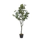 Nieuw: 130 hoge eucalyptus - Natuurlijk Bohemian, Ophalen, Nieuw, Binnen
