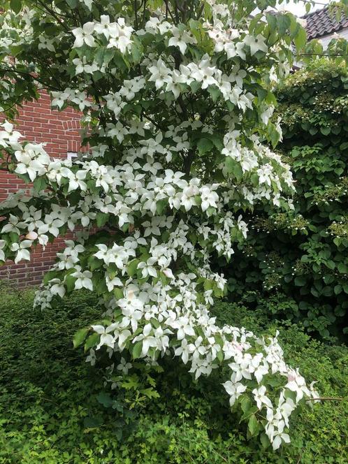 Cornus Kousa, Tuin en Terras, Planten | Tuinplanten, Vaste plant, Overige soorten, Zomer, Ophalen
