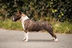Miniature Bull Terrier - Female FCI -  For Sale, Dieren en Toebehoren, Honden | Jack Russells en Terriërs, Particulier, Rabiës (hondsdolheid)