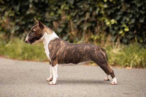 Miniature Bull Terrier - Female FCI -  For Sale, Dieren en Toebehoren, Honden | Jack Russells en Terriërs, Teef, Bull Terriër