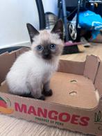 5/2 Knuffelige Volbloed Thaise Siamees kittens Gezond & Lief, Dieren en Toebehoren, Katten en Kittens | Raskatten | Korthaar, Poes