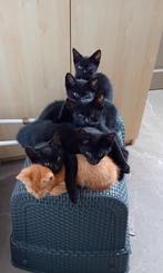 Lieve spinnende kittens, Dieren en Toebehoren, Katten en Kittens | Overige Katten, Meerdere dieren, Kortharig, 0 tot 2 jaar