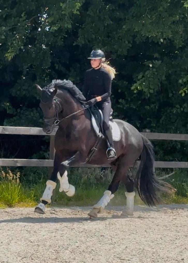 Ontzettend lief en mooie 4 jarige dressuurruin te koop, Dieren en Toebehoren, Paarden, Ruin, B, 170 tot 175 cm, 3 tot 6 jaar, Dressuurpaard