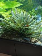 Grote aquarium  varen, Dieren en Toebehoren, Vissen | Aquaria en Toebehoren, Ophalen, Plant(en), Steen of Hout
