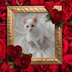 Kruising Khaomanee/Blue smoke maincoon, Dieren en Toebehoren, Katten en Kittens | Overige Katten, Meerdere dieren