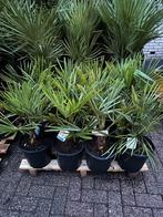 Palmbomen Olijfbomen Trachycarpus fortunei Winterhard, Ophalen, Bloeit niet, Overige soorten, Volle zon