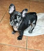 Franse bulldog teefjes, Dieren en Toebehoren, Nederland, Rabiës (hondsdolheid), 8 tot 15 weken, Teef