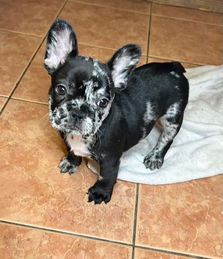 Franse bulldog teefjes, Dieren en Toebehoren, Honden | Bulldogs, Pinschers en Molossers, Teef, Bulldog, Fokker | Professioneel