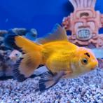 Carrasius auratus, Vis