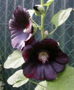 Stokroos zaden, alle kleuren, Tuin en Terras, Ophalen of Verzenden, Voorjaar, Volle zon, Zaad