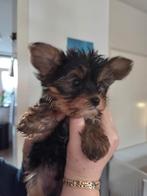 Yorkshire terrier mannetje mini, Dieren en Toebehoren, Honden | Jack Russells en Terriërs, Yorkshire Terriër, Reu, 8 tot 15 weken