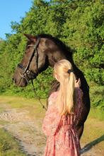 Wandel of weidemaatje te koop, Dieren en Toebehoren, Paarden, Ruin, Niet van toepassing, 160 tot 165 cm, 11 jaar of ouder