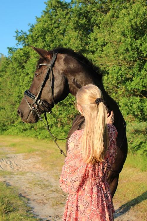 Wandel of weidemaatje te koop, Dieren en Toebehoren, Paarden, Ruin, Niet van toepassing, 160 tot 165 cm, 11 jaar of ouder, Recreatiepaard