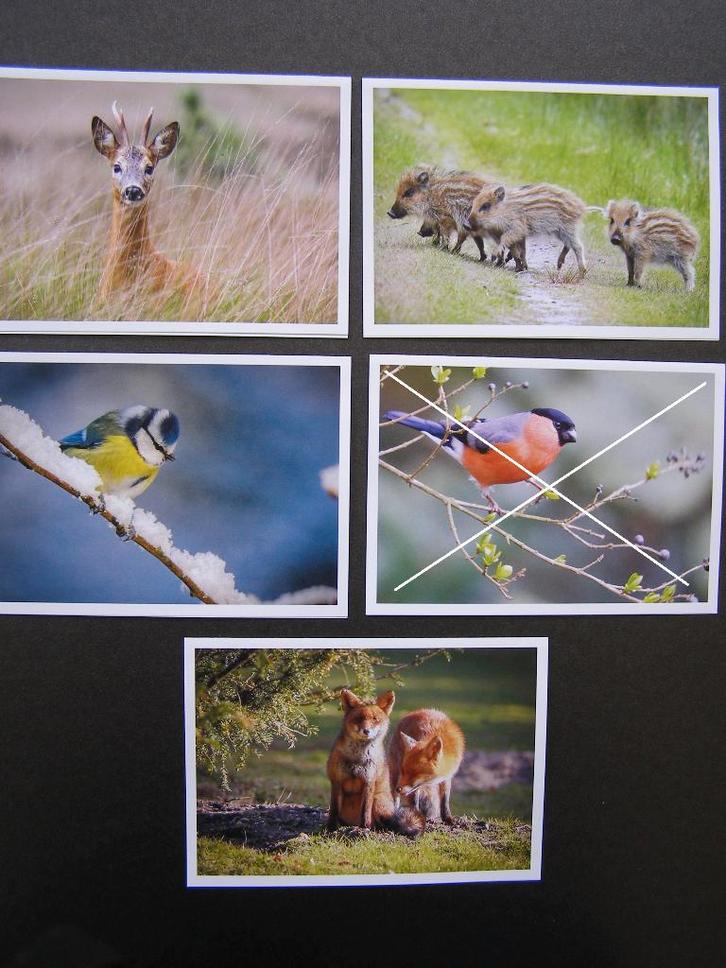 Natuurkaarten: Pieter van Vollenhoven, Fonds Slachtofferhulp, Verzamelen, Foto's en Prenten, Nieuw, Foto, Dier, 1980 tot heden