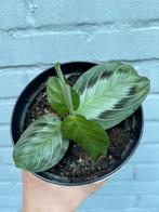 Maranta Silver Band, Huis en Inrichting, Kamerplanten, Ophalen of Verzenden, Overige soorten, Minder dan 100 cm