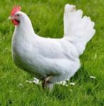 Jonge witte leghennen/kippen, Dieren en Toebehoren, Vrouwelijk, Kip