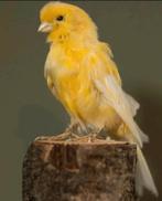 Opgezette kanarie, Ophalen of Verzenden, Nieuw, Vogel, Opgezet dier