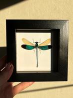 Opgezette libelle in kader, Ophalen of Verzenden, Nieuw, Insect, Opgezet dier
