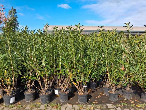 Actie!! Prunus laurocerasus caucasica, 170 cm laurier struik, Tuin en Terras, Planten | Struiken en Hagen, Struik, Laurier, 100 tot 250 cm