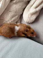 Hammie de hamster, Dieren en Toebehoren, Hamster, Februari, Vrouwelijk, Tam