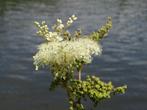 Filipendula ulmaria – Moerasspirea, Bio, Volle zon, Vaste plant, Ophalen of Verzenden, Kruiden