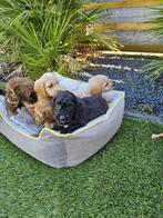 Cockapoo ( cockapoo x dwergpoedel) pups boomer, Dieren en Toebehoren, Honden | Chihuahua's en Gezelschapshonden, 8 tot 15 weken