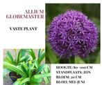 Diverse soorten Allium in pot, Tuin en Terras, Bloembollen en Zaden, Voorjaar, Bloembol, Ophalen, Volle zon