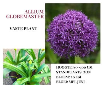 Diverse soorten Allium in pot