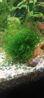 Aquarium planten stekjes, div. soorten 1 euro per stekje,, Ophalen, Nieuw, Plant(en), Steen of Hout