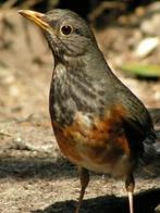 Prachtige zwartborstlijster pop 2024 geringd prijs 35€, Dieren en Toebehoren, Vogels | Overige Vogels, Vrouwelijk, Geringd