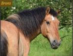 LIEFSTE kinderpony buitenritjes mennen, Dieren en Toebehoren, Pony's, B, Ruin, Gechipt, 11 jaar of ouder
