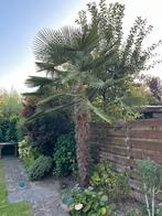 Winterharde Palmboom 200-250cm, Bloeit niet, 100 tot 250 cm, Palmboom, Ophalen
