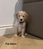 Labradoodle pups, Overige rassen, 8 tot 15 weken, CDV (hondenziekte), Meerdere