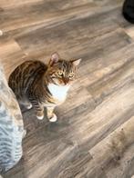 Jonge katten van april/mei, Dieren en Toebehoren, Meerdere dieren, Ontwormd, 0 tot 2 jaar