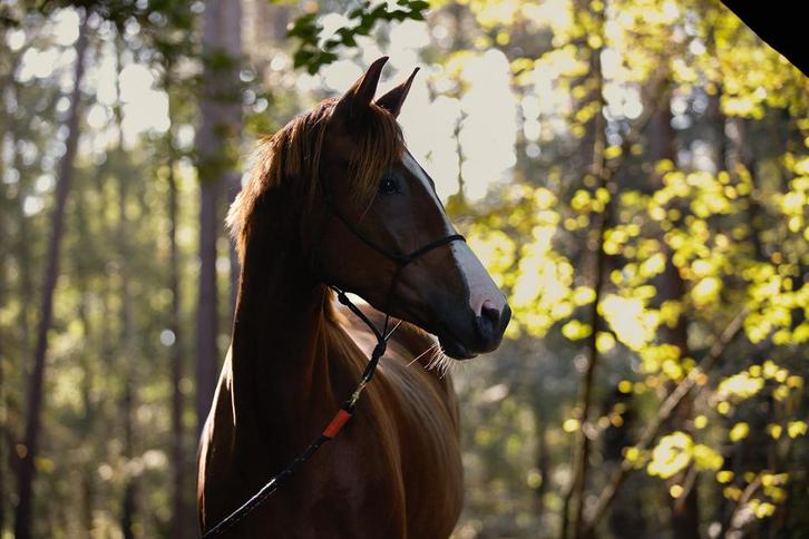 24/7 buiten plek gezocht, Dieren en Toebehoren, Stalling en Weidegang, Weidegang, 1 paard of pony