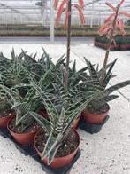 Succulent Aloe Variegata potmaat 8,5cm, Vetplant, Ophalen of Verzenden, In pot, Minder dan 100 cm
