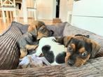 JACK RUSSEL PUPS, Dieren en Toebehoren, Honden | Jack Russells en Terriërs, Jack Russell Terriër, 8 tot 15 weken, CDV (hondenziekte)