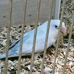 Prachtig bewezen koppel agapornis fisheri dilute mauve, Meerdere dieren, Dwergpapegaai of Agapornis, Geringd