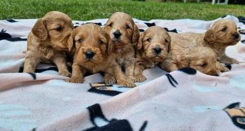 Prachtige Cockapoo pups reutjes, Dieren en Toebehoren, Honden | Retrievers, Spaniëls en Waterhonden, Reu, Spaniël, Particulier