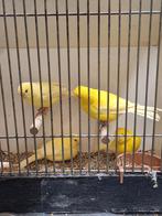 Geel intensieve kanaries, Dieren en Toebehoren, Vogels | Kanaries, Meerdere dieren, Kleurkanarie