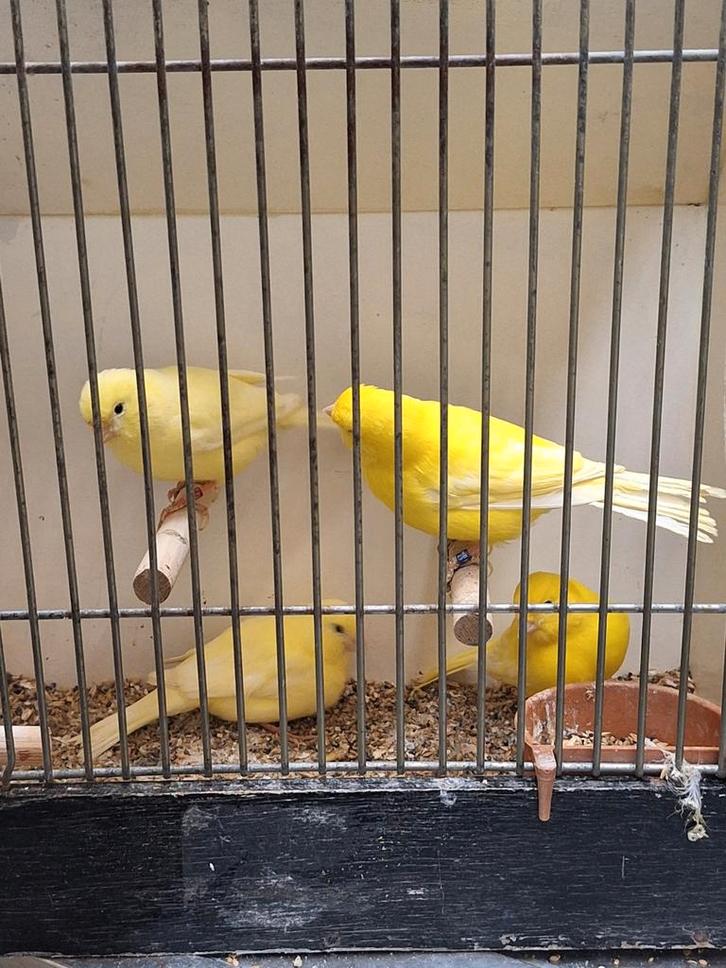 Geel intensieve kanaries, Dieren en Toebehoren, Vogels | Kanaries, Kleurkanarie, Meerdere dieren