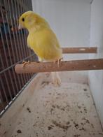 Te Koop Twee Kanarie Gele Man Mooi Zing, Dieren en Toebehoren, Vogels | Kanaries, Mannelijk, Kleurkanarie