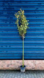 Prunus laurocerasus 'Genolia'🌿(laurier)  wintergroen, Tuin en Terras, Planten | Bomen, Ophalen
