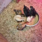 Kuikens cochin kriel  kuifhoen kriel en de brahma groot, Dieren en Toebehoren, Geslacht onbekend, Kip